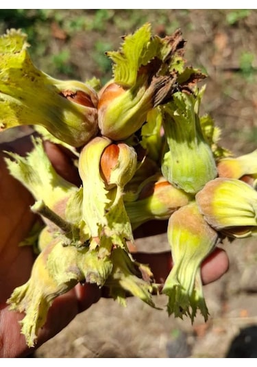 Fındık Fidanı Giresun Yaglısı