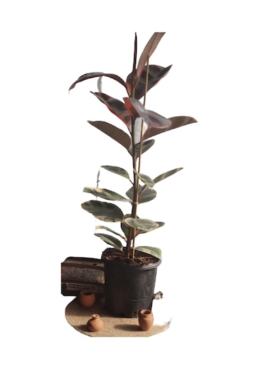 KAUCUK ALACALI 70 CM