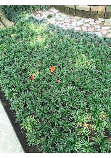 Osmanlı Çimi 40 Adet - Yer Örtücü Bitki 'ophiopogon Japonicus'
