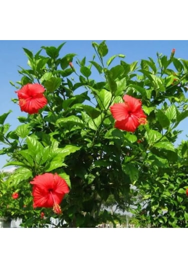 Japon Gülü Chinese Rose / Hibiscus 70 - 120 Cm Tüplü
