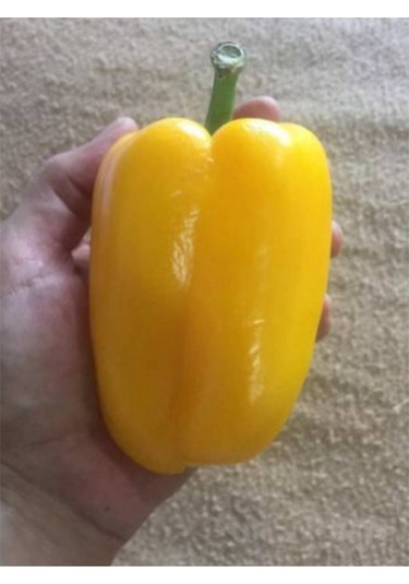 İthal Nadir Dev Sarı Dolmalık Biber Tohumu 5 Adet Tohum