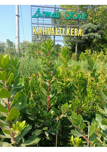 Yeşil Deniz Fidancılık Dağ Çileği Fidanı 100-150 Cm