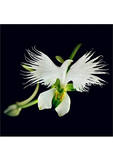 Nadir Japon Radiata Orkide Tohumu 5 Adet Tohum Çiçek Tohumu