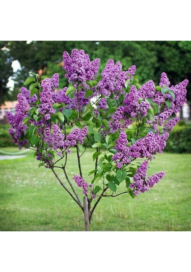 Leylak Sümbül Fidanı - Tüplü 40-80 Cm