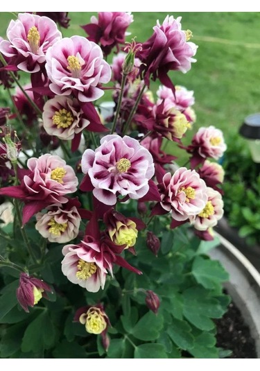 Haseki Küpesi Tohumu 20 Adet