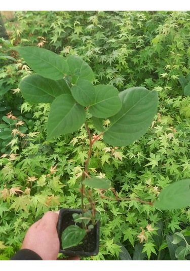 Mini Kivi Fidanı 3 Adet - Kens Red