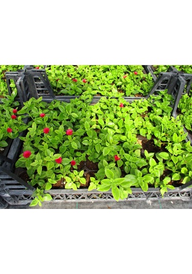 Mezar - Kabir Çiçekli Bitki Seti - 90 Adet Yer Örtücü Bitki + 20