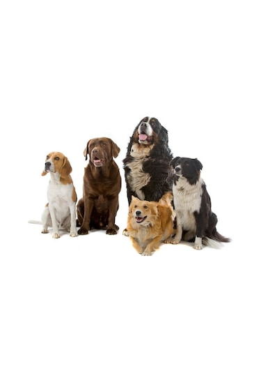 Purina Pro Plan Kuzu Etli ve Pirinçli Hassas Sindirimli Orta Irk Yetişkin Köpek Maması 14 KG