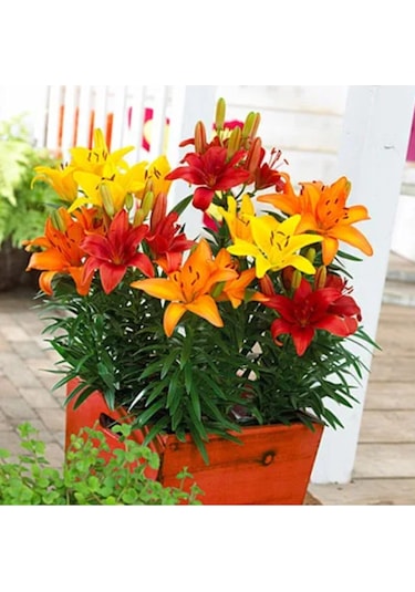 Karışık Renkli Kokulu Zambak Soğanı 3 Adet