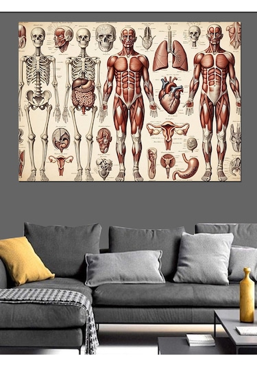 İnsan Anatomisi Ve İskelet Sistemi Dekoratif Kanvas - Mdf Ahşap Tablo