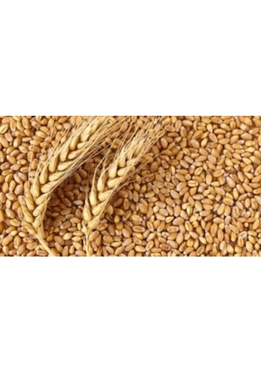 Buğday 3 kg Doğal Buğday Tane Buğday Kuş Yemi Tavuk Yemi Kanatlı