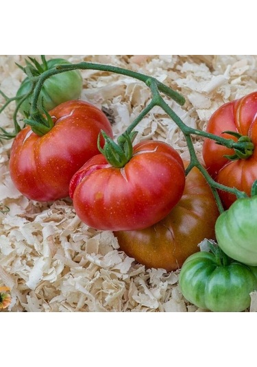 Etli Red Calabash Domates Tohumu 15 Tohum