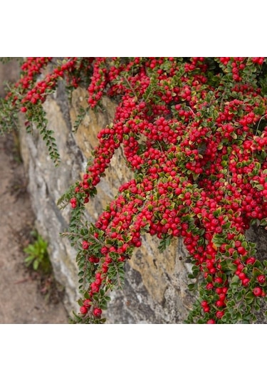 Cotoneaster Horizontalis - Yayılıcı Dağ Muşmulası