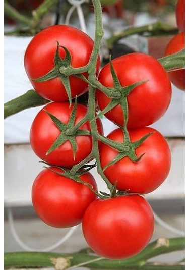 Bykurt Sunagri Salkım Domates Tohumu - Lezzetli, Minik Boy, Kahvaltı Ve Salatalar İçin