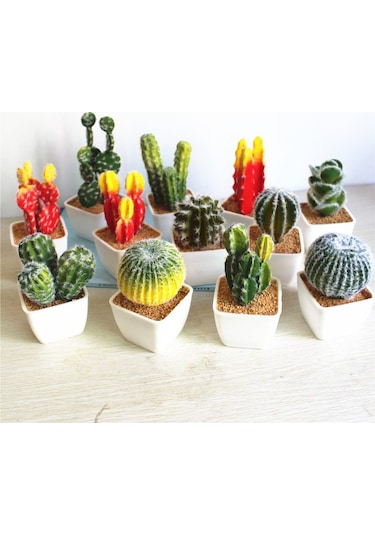 Karışık Kaktüs Bitkileri Çiçeği Tohumu 100 Tohum