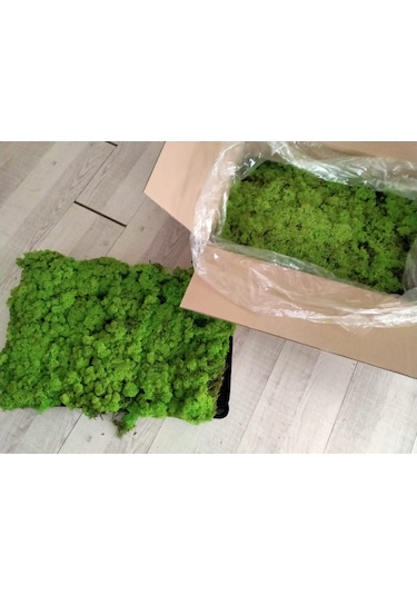 Trend Bahçe Reindeer Moss Spring Green Şoklanmış Norveç Yosunu 4 KG