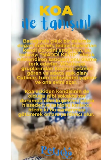 Petjoo 14.Koa Mavi-Sarı Qr'lı Köpek Künyesi