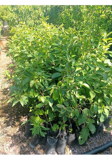 Yeşil Deniz Fidancılık Tüplü Trabzon Hurması Fidanı 50-100 Cm