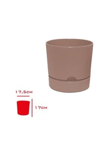 Polıwork Saksı Begonya 18 Cm Krem