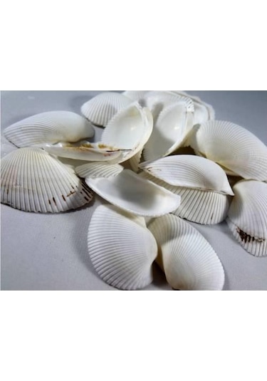 %100 NATUREL DOĞAL GERÇEK DENİZ KABUĞU 500 Gram -MMM4767