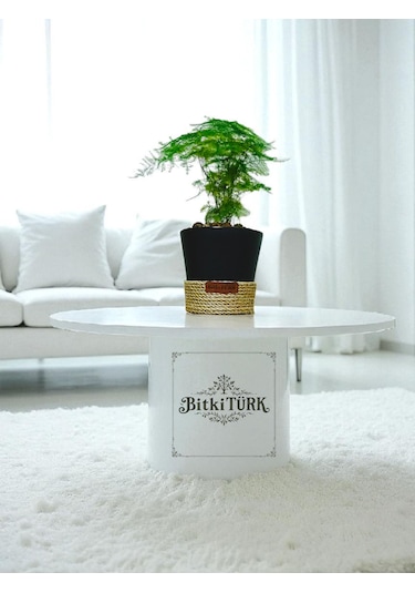 Bitkitürk-dekoratif Saksıda Kuşkonmaz Ofis Salon İç Mekan