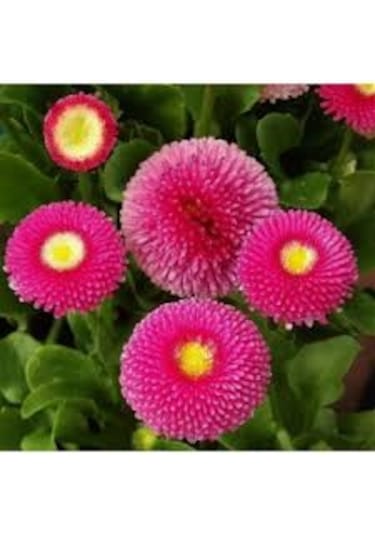 20 Adet Tophum Karışık Saksılık Şeker Tabağı Çiçeği Saksı Toprakl