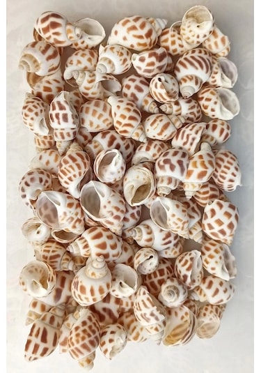 Pozitif Doğal Taş Junonia Shell Deniz Kabuğu 10'lu