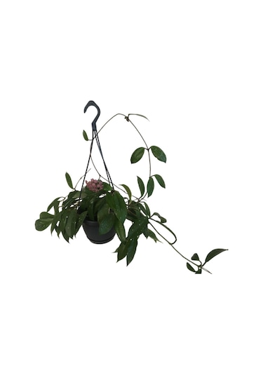 Askılı Saksıda Hoya Minibella Mum Çiçeği
