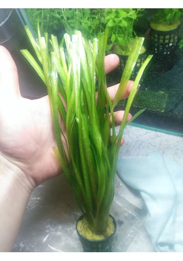 Dev Saz Vallisneria 1 Saksı Akvaryum Bitkisi Akvaryum Bitkileri 1 Bağ-Saksı