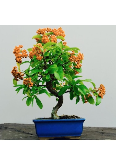 Herdem Yeşil Bodur Bonsai için Uygun Ateş Dikeni Bitkisi Fidanı