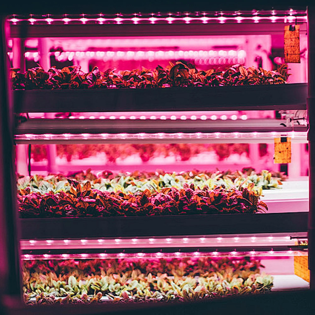 Kangvka Bitkisel Büyüme Led Işık Şeridi: Pembe-mor Spektrum, 4 Seviye Parlaklık, 24 Saatli Zamanlayıcı 3h/9h/12h , Usb Çalıştırma, 30cm, Kolay Kurulum Yapıştırıcı/visne/ziplak Diğer