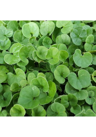 Dichondra Repens Fare Kulağı Çim Tohumu 1 KG