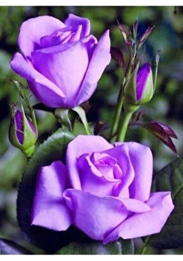 Yediveren Lila Gül Fidanı 1 Adet 30-50 Cm Yediveren Lilac Rose