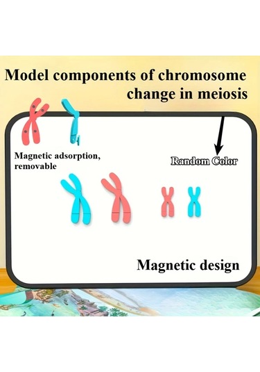 Willowhaven Mayoz Kromozom Modeli Manyetik Yavaşlatma Eğitim Seti Kırmızı Mavi