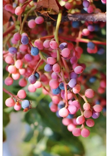 Menengiç Çitlembik Ağacı Fidanı 2 Yaş