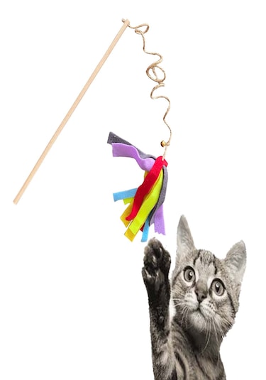 Brt Pet Everypet Ekonomik Jüt Ipli Kedi Oyun Oltası