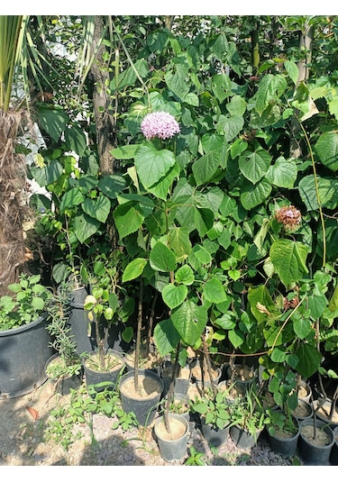 Yeşil Deniz Fidancılık Rus Ortancası Kısmet Ağacı 100-150 Cm