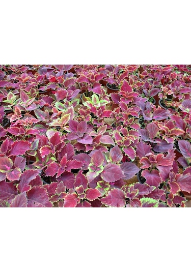 Yaprak Güzeli Çiçeği 3 Adet