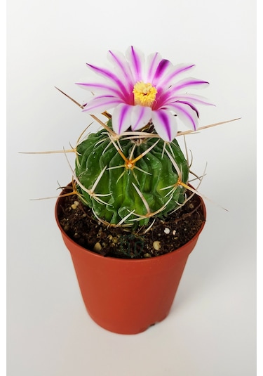 Echinofossulocactus Multicostatus Kaktüs 5.5 Cm Saksida
