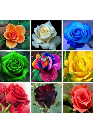 10 Adet Mavi Beyaz Renk Yıldız Çiçeği Dahlia Tohumu Ve 10 Adet Karışık Renk Gül Tohumu