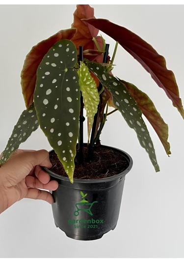 Çilli Begonya Çiçeği Dolgun Formlu Beyaz Çiçekli 1 Adet Saksılı 30-40cm