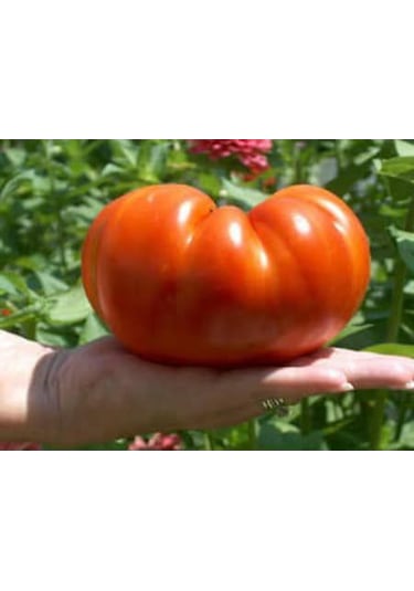 Paket Nadir İthal Dev Hollanda Domatesi Tohumu 100 Tohum+He