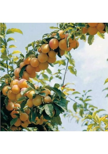Malatya Kayısı Fidanı Aşılı - 2 Yaş Tüplü 80-100 Cm
