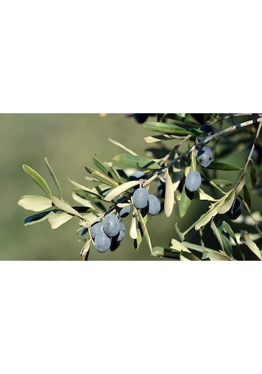Trilye Gemlik Zeytin Fidanı 3 Adet
