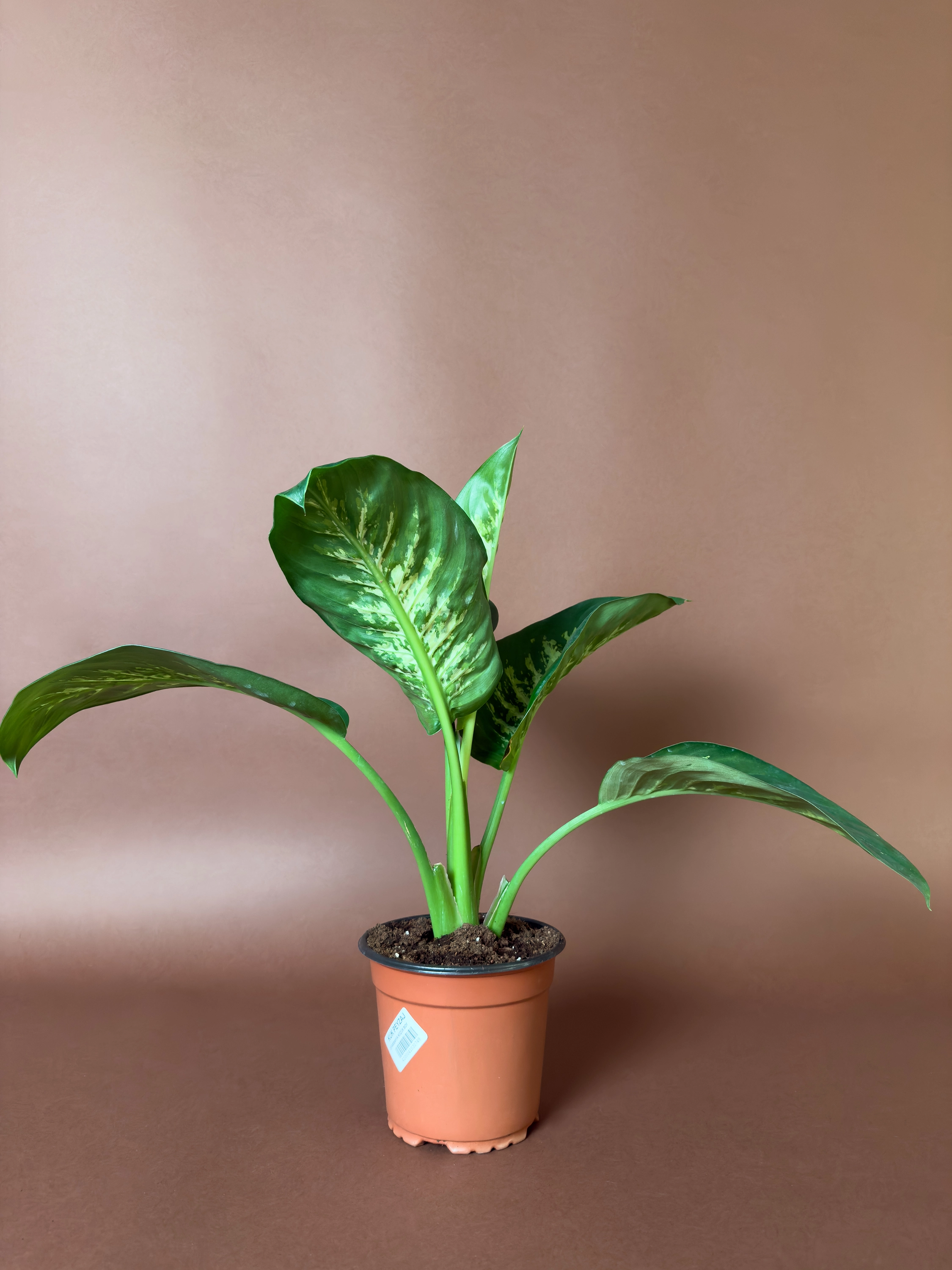 Difenbahya Dieffenbachia 36 Cm Mini Kompakt Form