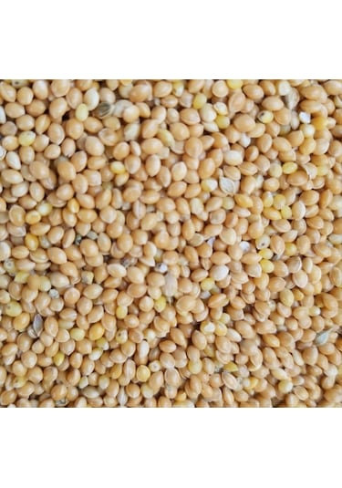 26Bars&A Band Sade Sarı Darı Muhabbet Kuşu Yemi 50 KG