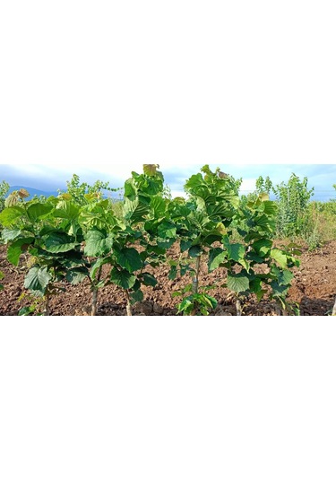 Fındık Fidanı 2 Adet Aşılı