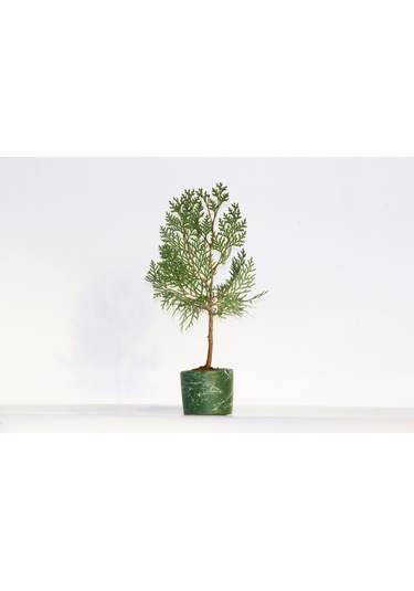 Bonsai Thuja Orientalis Yeşil Saksıda 2 Adet