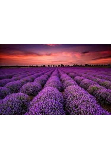 50 Adet Lavanta Açık Kök Intermedia Fidanı Fidesi