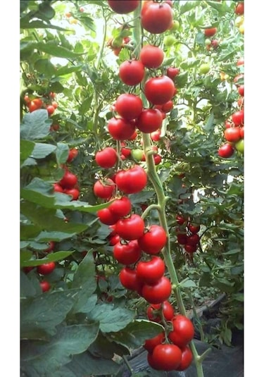Salkım Domates Tohumu 30 Adet